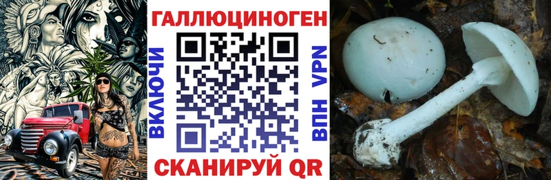 KRAKEN зеркало  Псков  Псилоцибиновые грибы GOLDEN TEACHER 